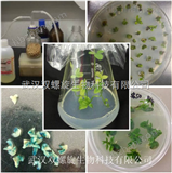 大豆轉(zhuǎn)基因技術(shù)研究服務(wù)